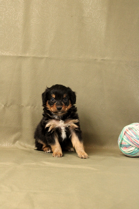 puppy, for, sale, Mini Bernedoodle F2, Matthew B. Stoltzfus, dog, breeder, Gap, PA, dog-breeder, puppy-for-sale, forsale, nearby, find, puppyfind, locator, puppylocator, aca